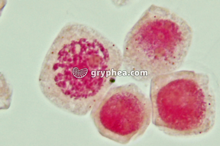 Mitose cellules de racine d'Ail - Prophase x800 - gryphea.com